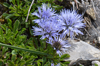 Globularia cordifolia